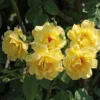 Kletterrose 'Golden Gate' ®