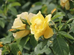 Kletterrose 'Golden Gate' ® -Deutschland Garten Funk Verkaufs-Shop kletterrose golden gate m009330 w 0