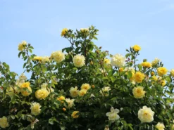 Kletterrose 'Golden Gate' ® -Deutschland Garten Funk Verkaufs-Shop kletterrose golden gate m009330 w 11