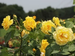 Kletterrose 'Golden Gate' ® -Deutschland Garten Funk Verkaufs-Shop kletterrose golden gate m009330 w 2