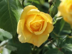 Kletterrose 'Golden Gate' ® -Deutschland Garten Funk Verkaufs-Shop kletterrose golden gate m009330 w 3