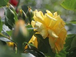 Kletterrose 'Golden Gate' ® -Deutschland Garten Funk Verkaufs-Shop kletterrose golden gate m009330 w 4