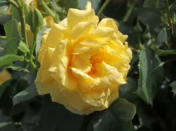 Kletterrose 'Golden Gate' ® -Deutschland Garten Funk Verkaufs-Shop kletterrose golden gate m009330 w 5