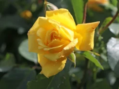 Kletterrose 'Golden Gate' ® -Deutschland Garten Funk Verkaufs-Shop kletterrose golden gate m009330 w 6