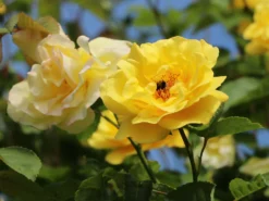 Kletterrose 'Golden Gate' ® -Deutschland Garten Funk Verkaufs-Shop kletterrose golden gate m009330 w 7