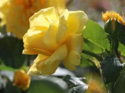 Kletterrose 'Golden Gate' ® -Deutschland Garten Funk Verkaufs-Shop kletterrose golden gate m009330 w 9