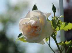 Kletterrose 'Graciosa' ®