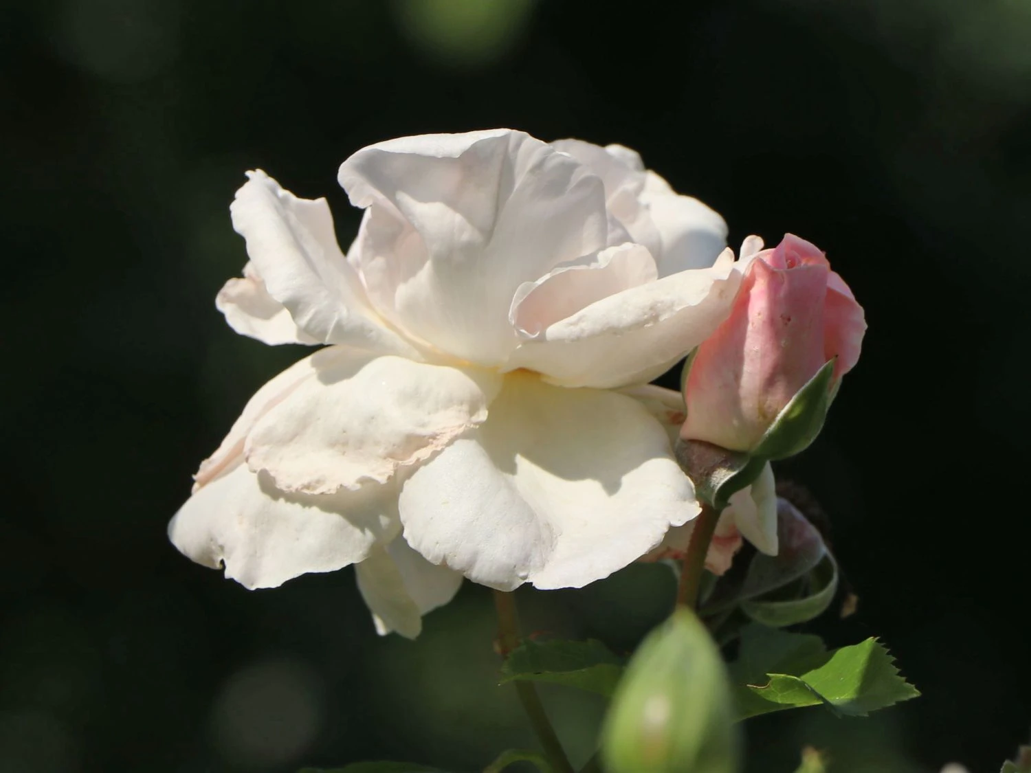 Kletterrose 'Graciosa' ® 4 Kletterrose 'Graciosa' ® – Bild 4