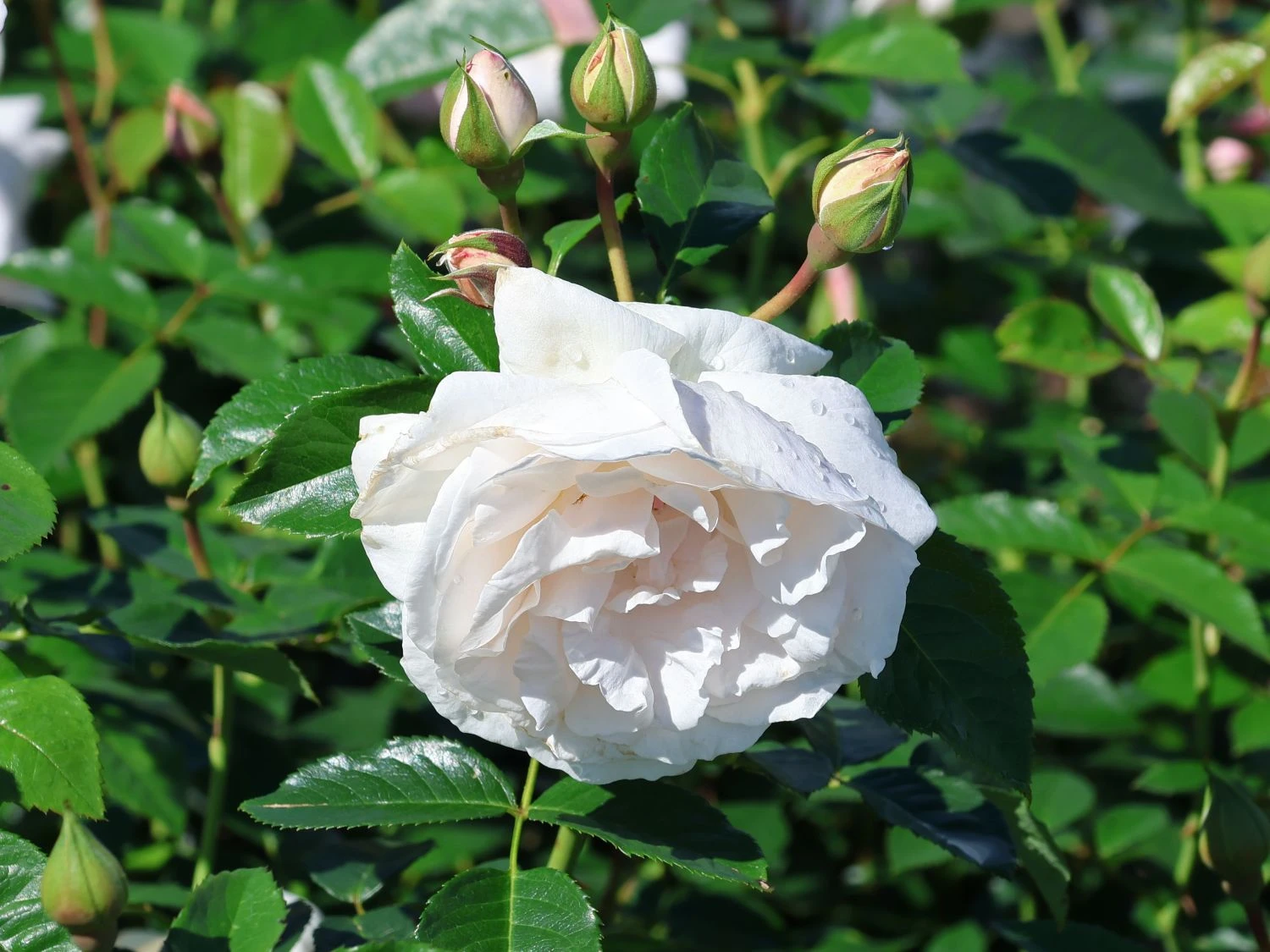 Kletterrose 'Graciosa' ® 3 Kletterrose 'Graciosa' ® – Bild 3