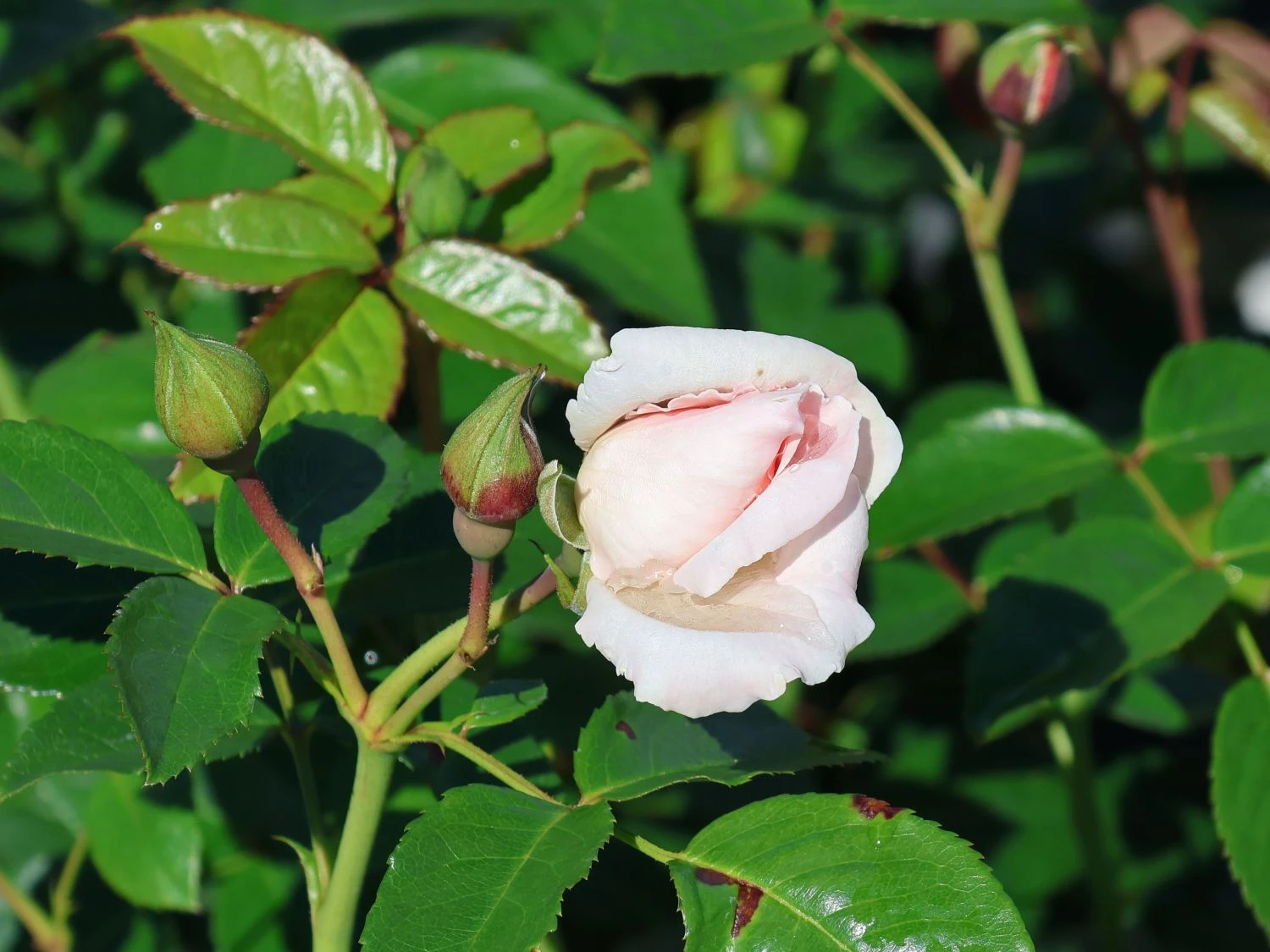 Kletterrose 'Graciosa' ® 5 Kletterrose 'Graciosa' ® – Bild 5