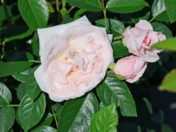 Kletterrose 'Graciosa' ® 11 Kletterrose 'Graciosa' ® -Deutschland Garten Funk Verkaufs-Shop kletterrose graciosa m059953 w 3