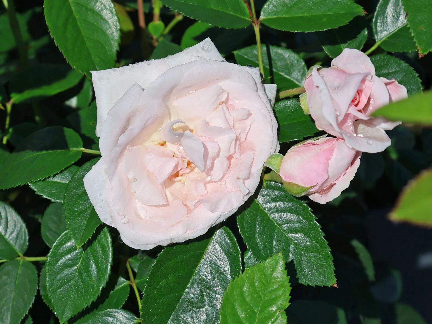 Kletterrose 'Graciosa' ® 6 Kletterrose 'Graciosa' ® – Bild 6