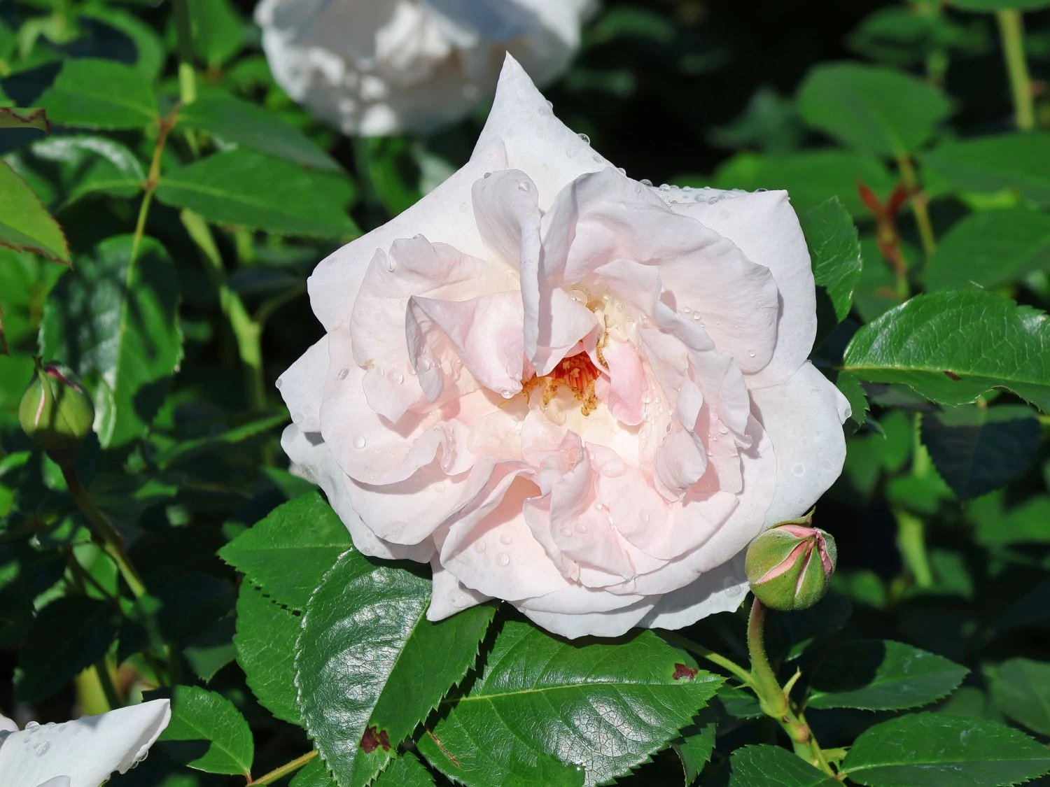 Kletterrose 'Graciosa' ® 2 Kletterrose 'Graciosa' ® – Bild 2