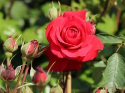 Kletterrose 'Gruß An Heidelberg' ®