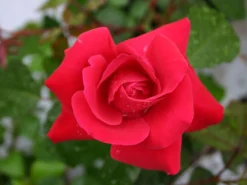 Kletterrose 'Gruß An Heidelberg' ® 8 Kletterrose 'Gruß An Heidelberg' ® -Deutschland Garten Funk Verkaufs-Shop kletterrose gruss an heidelberg m003002 w 0