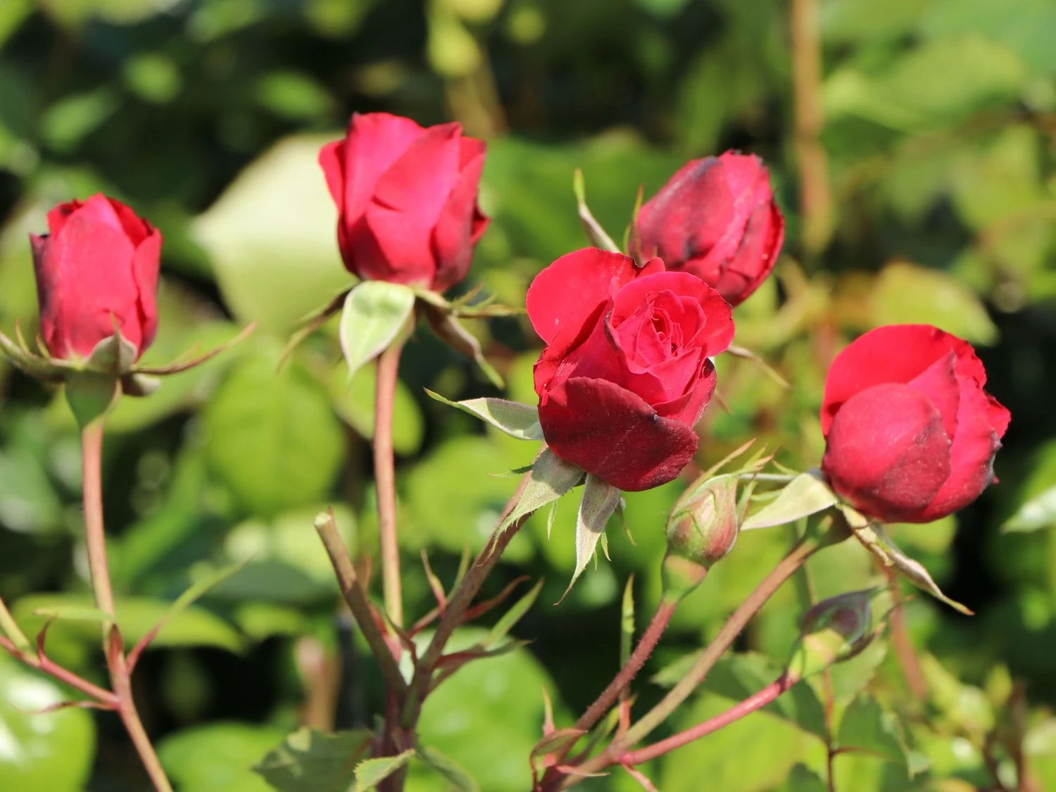 Kletterrose 'Gruß An Heidelberg' ® 2 Kletterrose 'Gruß An Heidelberg' ® – Bild 2