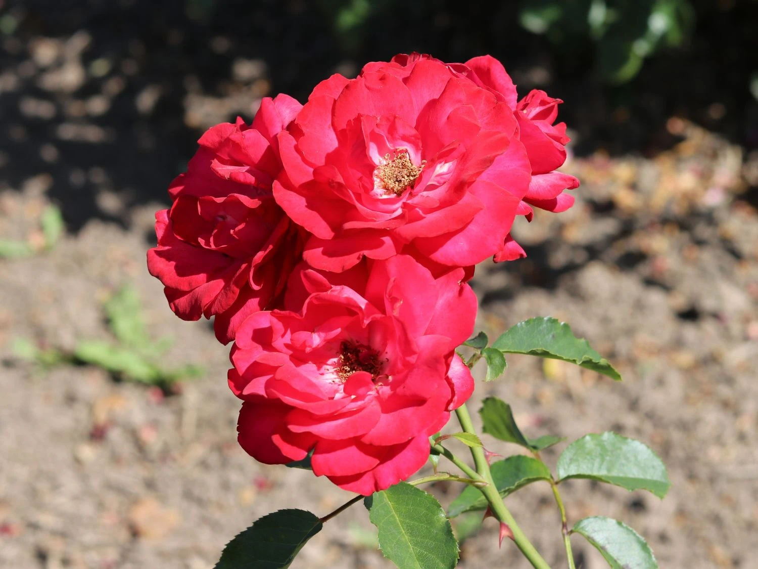 Kletterrose 'Gruß An Heidelberg' ® 5 Kletterrose 'Gruß An Heidelberg' ® – Bild 5