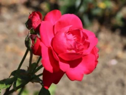 Kletterrose 'Gruß An Heidelberg' ® 7 Kletterrose 'Gruß An Heidelberg' ® -Deutschland Garten Funk Verkaufs-Shop kletterrose gruss an heidelberg m003002 w 3