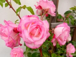 Kletterrose 'Harlekin' ® -Deutschland Garten Funk Verkaufs-Shop kletterrose harlekin m002792 193676 0