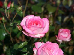 Kletterrose 'Harlekin' ® -Deutschland Garten Funk Verkaufs-Shop kletterrose harlekin m002792 w 0