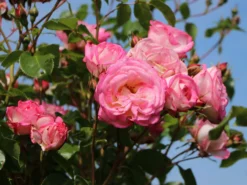 Kletterrose 'Harlekin' ® -Deutschland Garten Funk Verkaufs-Shop kletterrose harlekin m002792 w 2