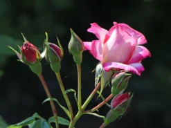 Kletterrose 'Harlekin' ® -Deutschland Garten Funk Verkaufs-Shop kletterrose harlekin m002792 w 3