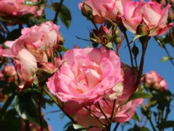 Kletterrose 'Harlekin' ® -Deutschland Garten Funk Verkaufs-Shop kletterrose harlekin m002792 w 6