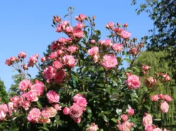 Kletterrose 'Harlekin' ® -Deutschland Garten Funk Verkaufs-Shop kletterrose harlekin m002792 w 7