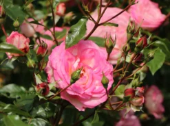 Kletterrose 'Harlekin' ® -Deutschland Garten Funk Verkaufs-Shop kletterrose harlekin m002792 w 9