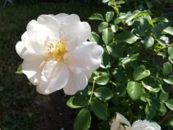 Kletterrose 'Hella' -Deutschland Garten Funk Verkaufs-Shop kletterrose hella m046236 666481 0