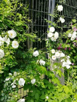 Kletterrose 'Hella' -Deutschland Garten Funk Verkaufs-Shop kletterrose hella m046236 667680 0