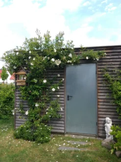 Kletterrose 'Hella' -Deutschland Garten Funk Verkaufs-Shop kletterrose hella m046236 738470 0