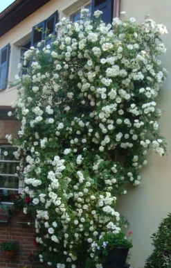 Kletterrose 'Hella' -Deutschland Garten Funk Verkaufs-Shop kletterrose hella m046236 958039 0