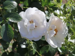 Kletterrose 'Hella' -Deutschland Garten Funk Verkaufs-Shop kletterrose hella m046236 w 1 1