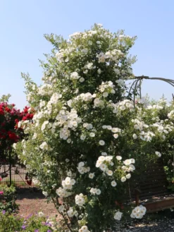 Kletterrose 'Hella' -Deutschland Garten Funk Verkaufs-Shop kletterrose hella m046236 w 1