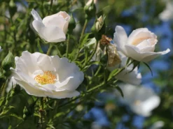 Kletterrose 'Hella' -Deutschland Garten Funk Verkaufs-Shop kletterrose hella m046236 w 3