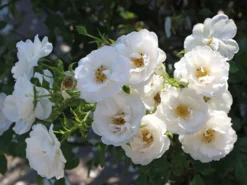 Kletterrose 'Hella' -Deutschland Garten Funk Verkaufs-Shop kletterrose hella m046236 w 4