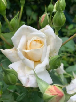 Kletterrose 'Ilse Krohn' ® Superior 20 Kletterrose 'Ilse Krohn' ® Superior -Deutschland Garten Funk Verkaufs-Shop kletterrose ilse krohn superior m003018 1338879 0