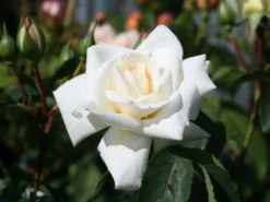 Kletterrose 'Ilse Krohn' ® Superior 18 Kletterrose 'Ilse Krohn' ® Superior -Deutschland Garten Funk Verkaufs-Shop kletterrose ilse krohn superior m003018 w 0 1