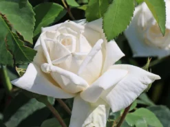 Kletterrose 'Ilse Krohn' ® Superior 17 Kletterrose 'Ilse Krohn' ® Superior -Deutschland Garten Funk Verkaufs-Shop kletterrose ilse krohn superior m003018 w 0