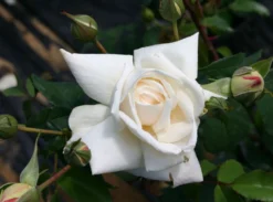 Kletterrose 'Ilse Krohn' ® Superior 16 Kletterrose 'Ilse Krohn' ® Superior -Deutschland Garten Funk Verkaufs-Shop kletterrose ilse krohn superior m003018 w 1 1