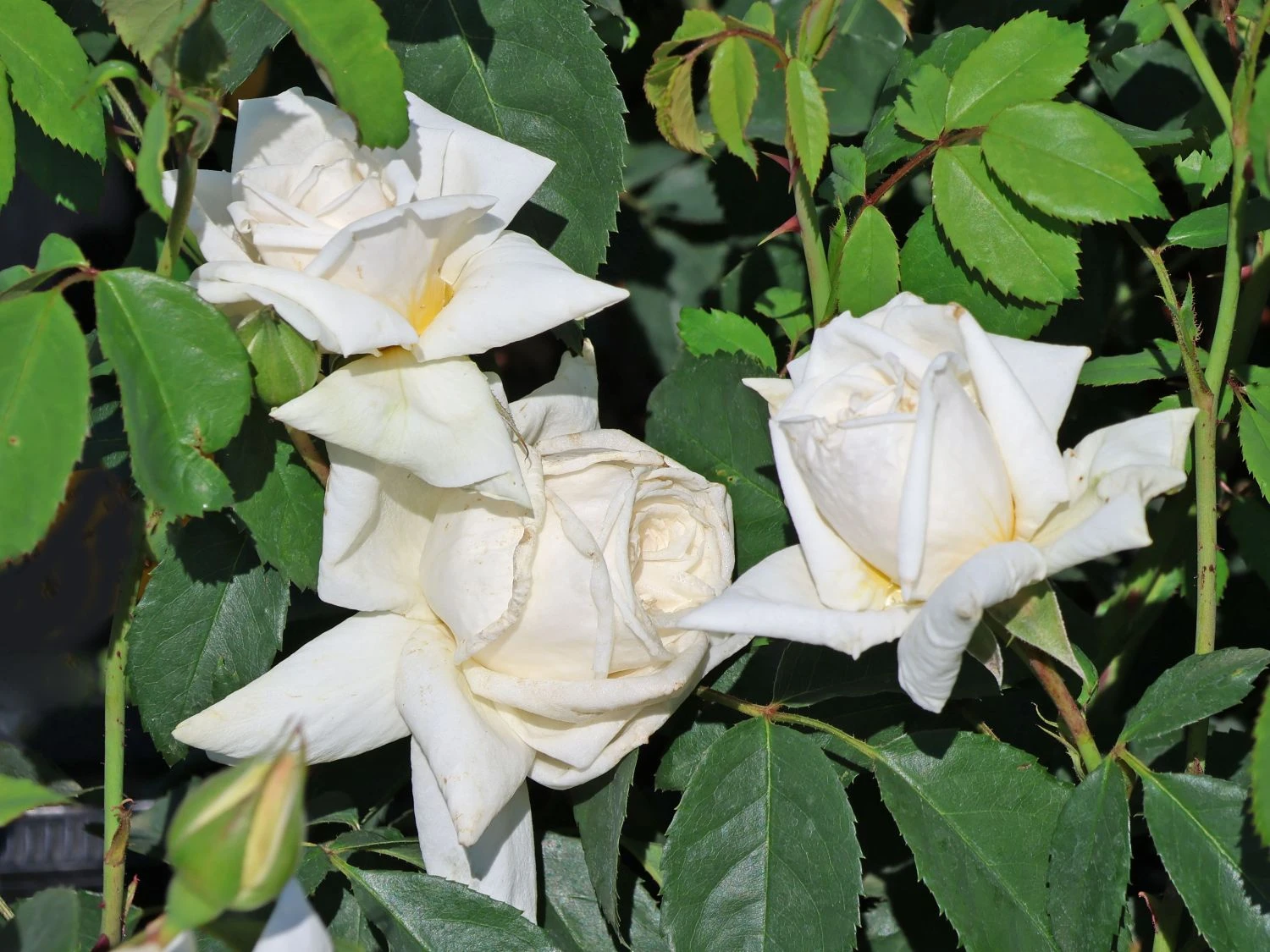 Kletterrose 'Ilse Krohn' ® Superior 2 Kletterrose 'Ilse Krohn' ® Superior – Bild 2