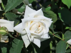 Kletterrose 'Ilse Krohn' ® Superior 14 Kletterrose 'Ilse Krohn' ® Superior -Deutschland Garten Funk Verkaufs-Shop kletterrose ilse krohn superior m003018 w 2