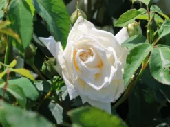 Kletterrose 'Ilse Krohn' ® Superior 15 Kletterrose 'Ilse Krohn' ® Superior -Deutschland Garten Funk Verkaufs-Shop kletterrose ilse krohn superior m003018 w 3