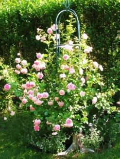 Kletterrose 'Jasmina' ® -Deutschland Garten Funk Verkaufs-Shop kletterrose jasmina adr rose m009332 574296 0