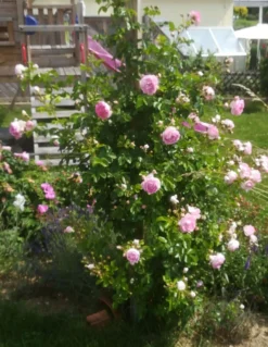 Kletterrose 'Jasmina' ® -Deutschland Garten Funk Verkaufs-Shop kletterrose jasmina adr rose m009332 672480 0