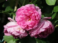 Kletterrose 'Jasmina' ® -Deutschland Garten Funk Verkaufs-Shop kletterrose jasmina adr rose m009332 w 3