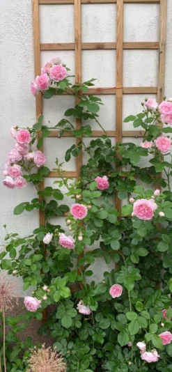 Kletterrose 'Jasmina' ® -Deutschland Garten Funk Verkaufs-Shop kletterrose jasmina m009332 1080825 0