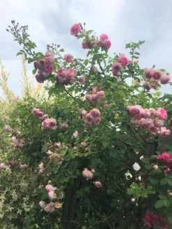 Kletterrose 'Jasmina' ® -Deutschland Garten Funk Verkaufs-Shop kletterrose jasmina m009332 193676 0