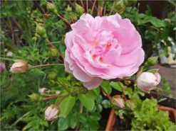 Kletterrose 'Jasmina' ® -Deutschland Garten Funk Verkaufs-Shop kletterrose jasmina m009332 858983 0